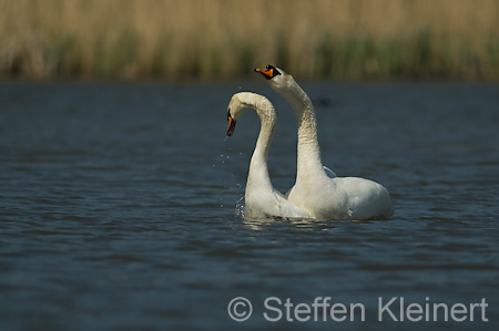 032 Höckerschwan - Paarung (Cygnus olor)